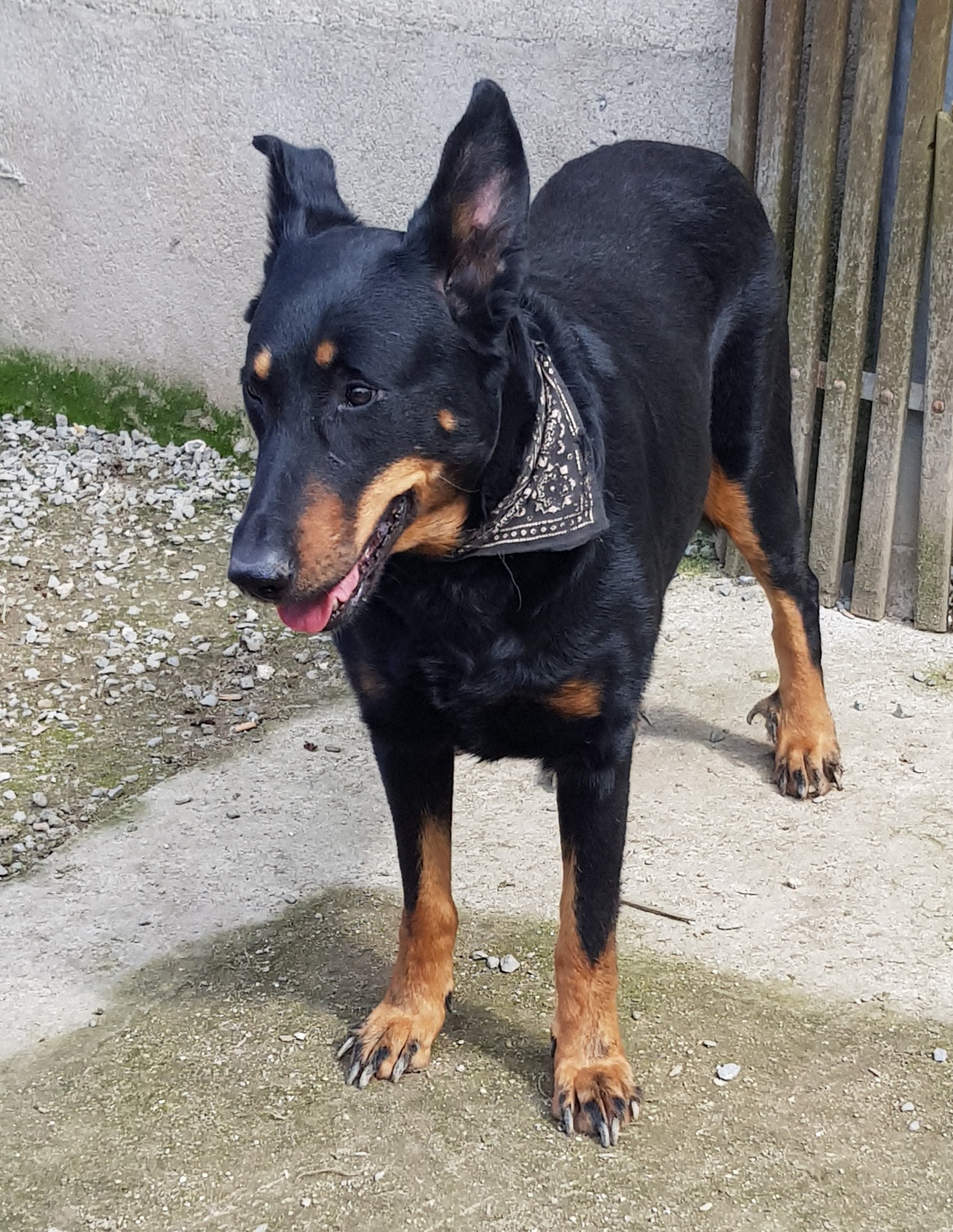 Goane De l'abyss du bout des terres