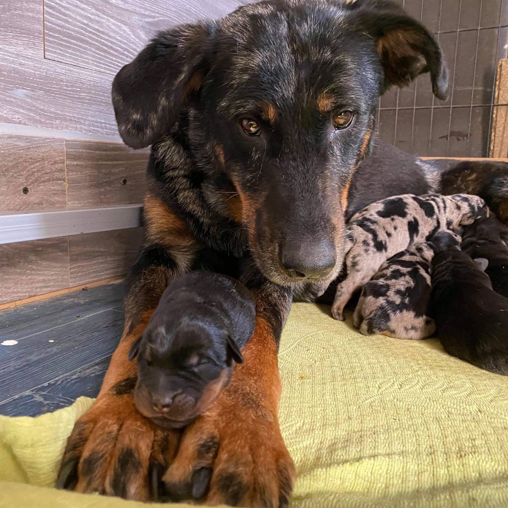 Chiot Berger de Beauce des coeurs du loup mirifique